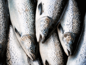 oily-fish-during-pregnancy