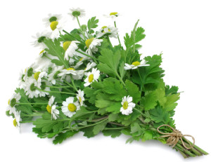 feverfew -- how to overcome migraines naturally