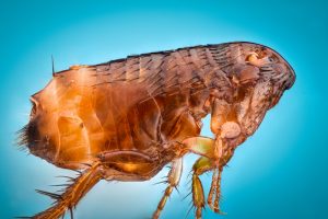 typhus flea-borne