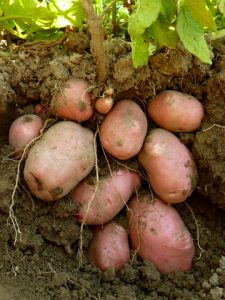 sweet potatoes vs potatoes — grow your own