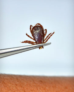 tick bite